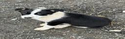 Border Collie dogs for sale: Border collie bitch - Advert 2