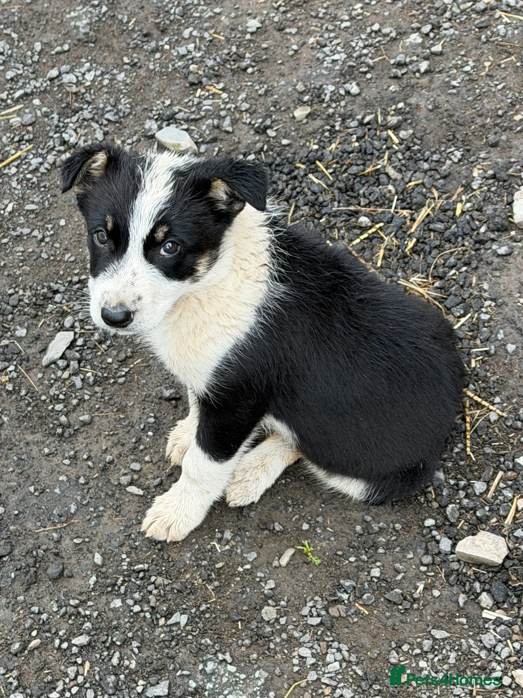 Border Collie dogs for sale: Border collie bitch - Advert 2