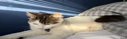 Mixed Breed cats for sale: Cat for sale - Advert 4