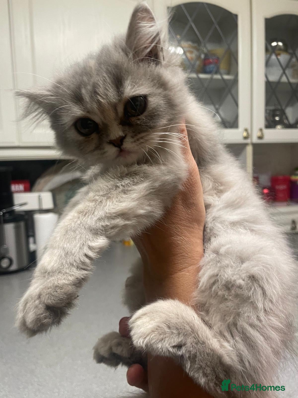 British Longhair cats (REDUCED) Blue Beautiful British Longhair - Advert 16