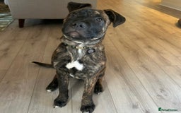 Mixed Breed dogs for sale: German Shepherd Staffy x Pure Blue Staffy - Image 3
