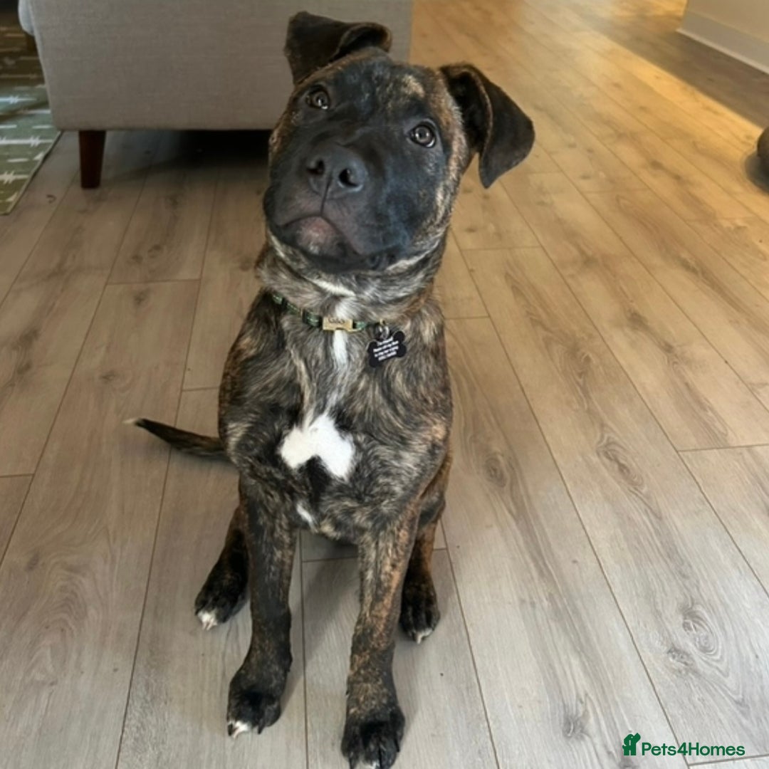 Mixed Breed dogs for sale: German Shepherd Staffy x Pure Blue Staffy - Image 3