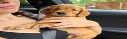 Golden Retriever dogs for sale: Special little girl - Advert 1
