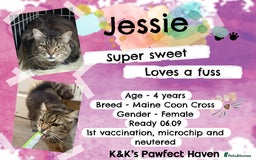 Domestic Shorthair cats for sale: Kittens and cats for adoption.  - Image 2