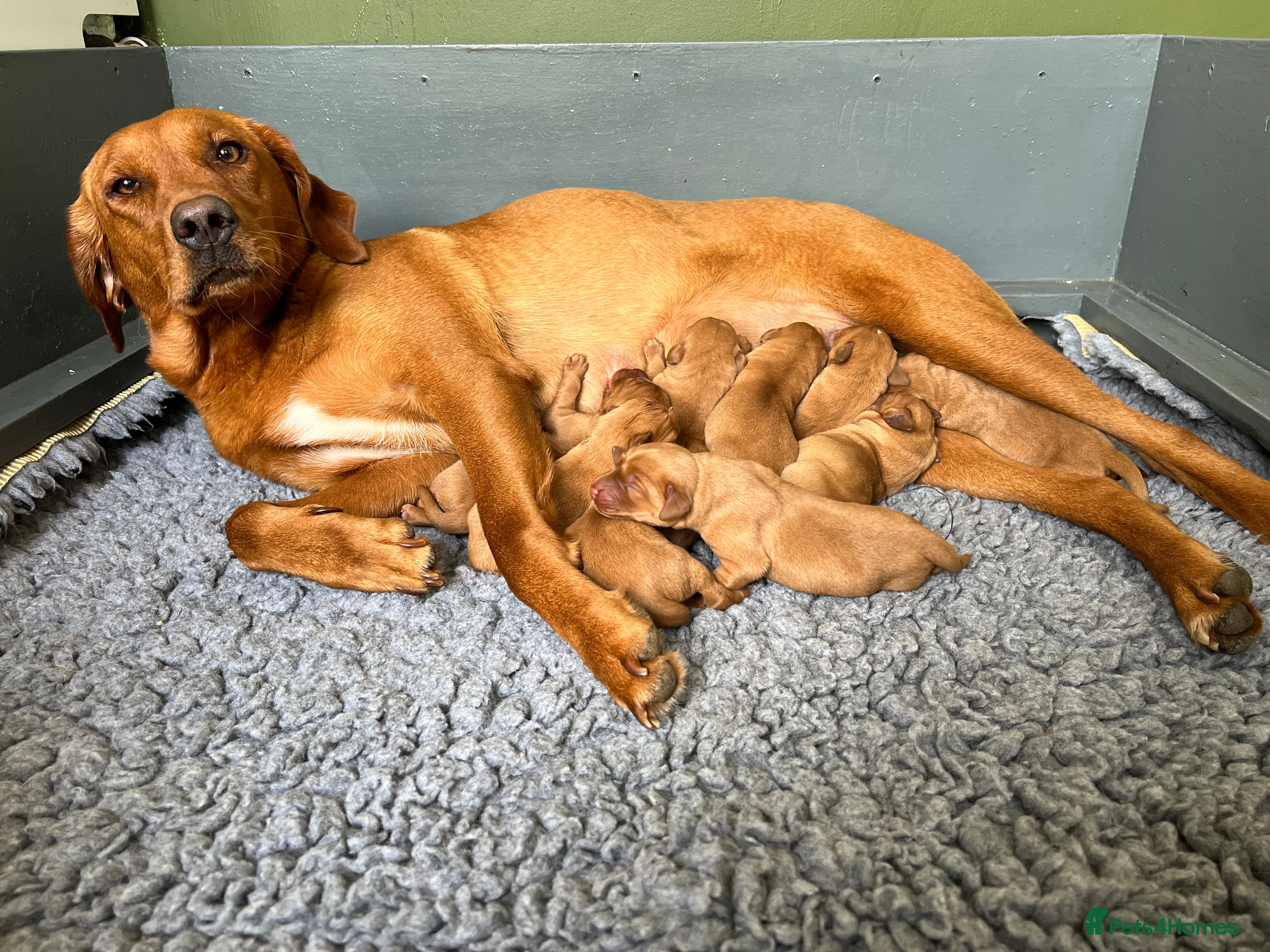 Labrador Retriever dogs Both parents 0/0 hips and elbow stunning red labs  - Advert 2
