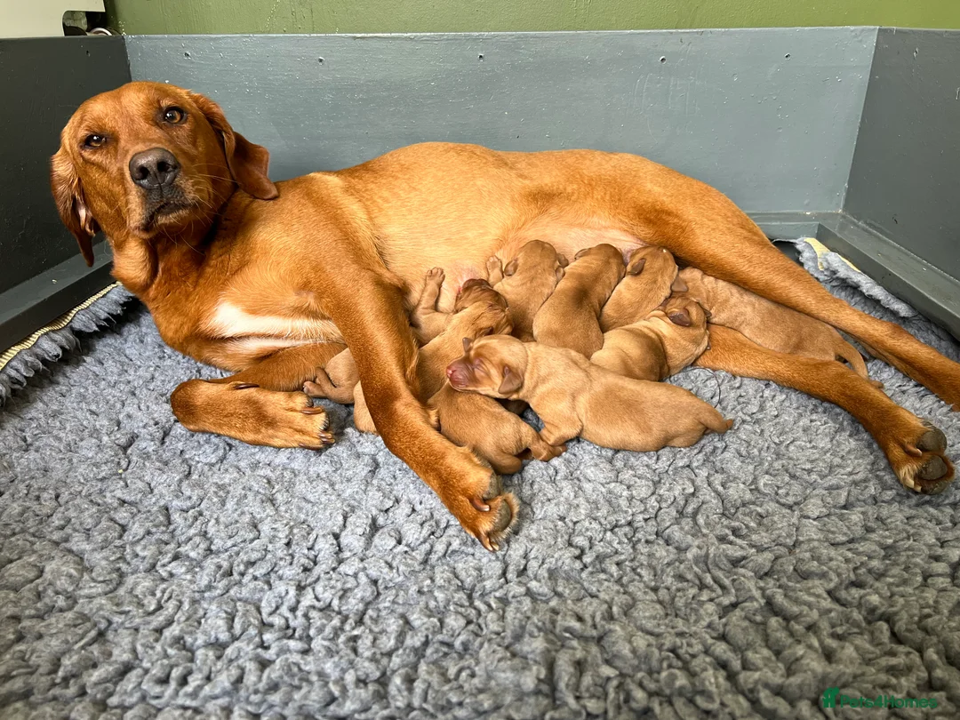 Labrador Retriever dogs for sale: Both parents 0/0 hips and elbow stunning red labs  - Advert 2