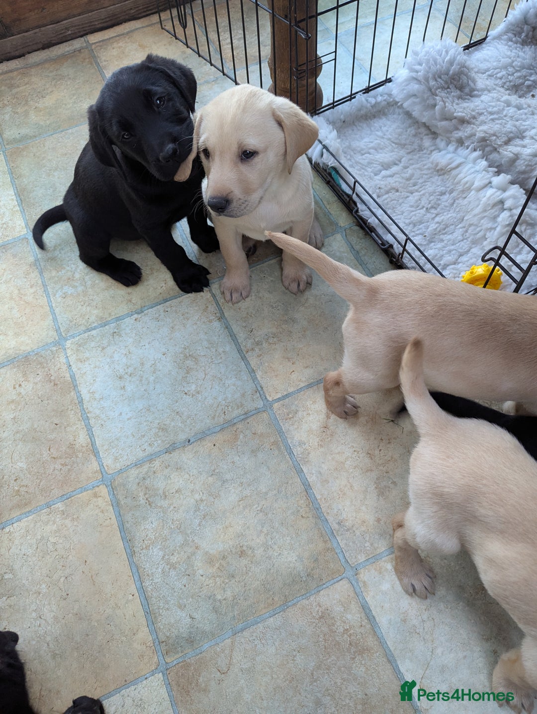 Labrador Retriever dogs for sale: 7 K C registered Chunky Labrador puppies  - Advert 9