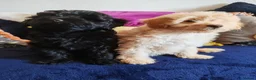 Schnoodle dogs for sale: Stunning Schnoodles - Advert 4