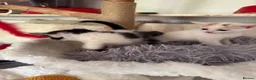 Sphynx cats for sale: Mixed breed spyhnx  - Advert 9
