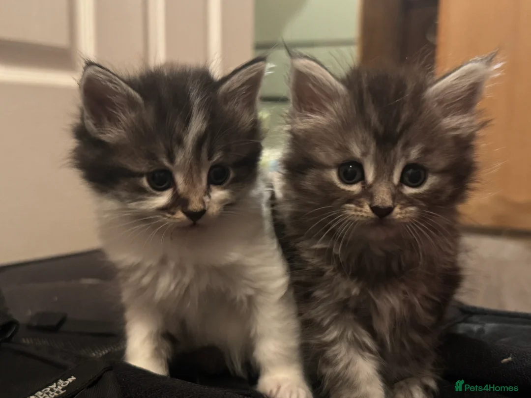 Mixed Breed cats for sale: 3/4 Maine coon long haired  - Advert 18