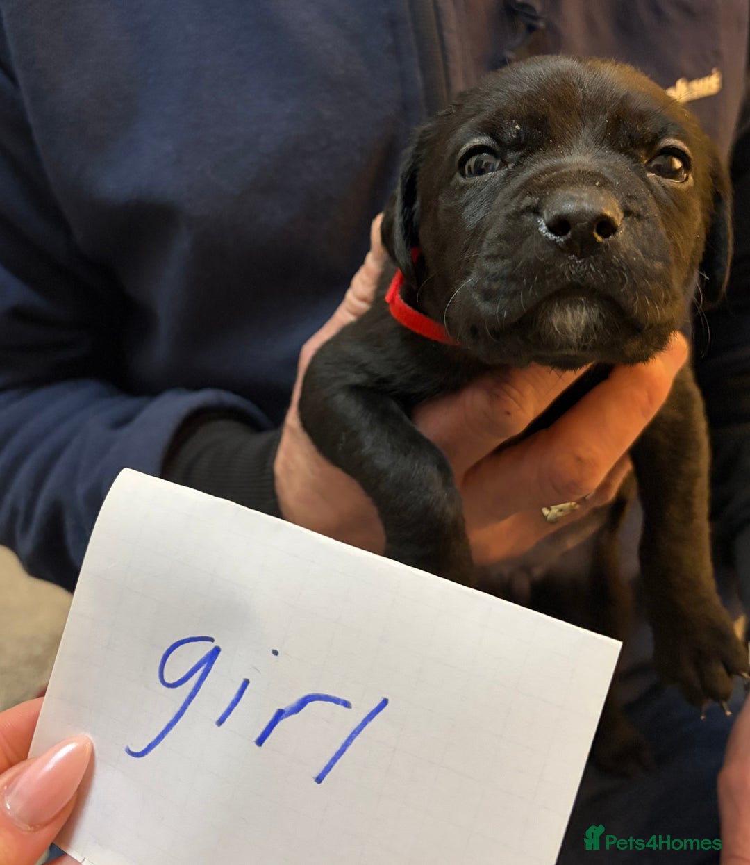 Mixed Breed dogs for sale: canecorso pups - Advert 8