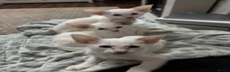 Siamese cats for sale: GCCF registered Siamese kittens in Great Yarmouth - Advert 17