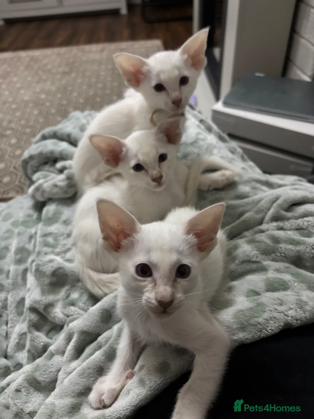 Siamese cats for sale: GCCF registered Siamese kittens in Great Yarmouth - Advert 17