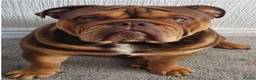 English Bulldog dogs for sale: Snorabulls Top Quality Girls - Advert 13