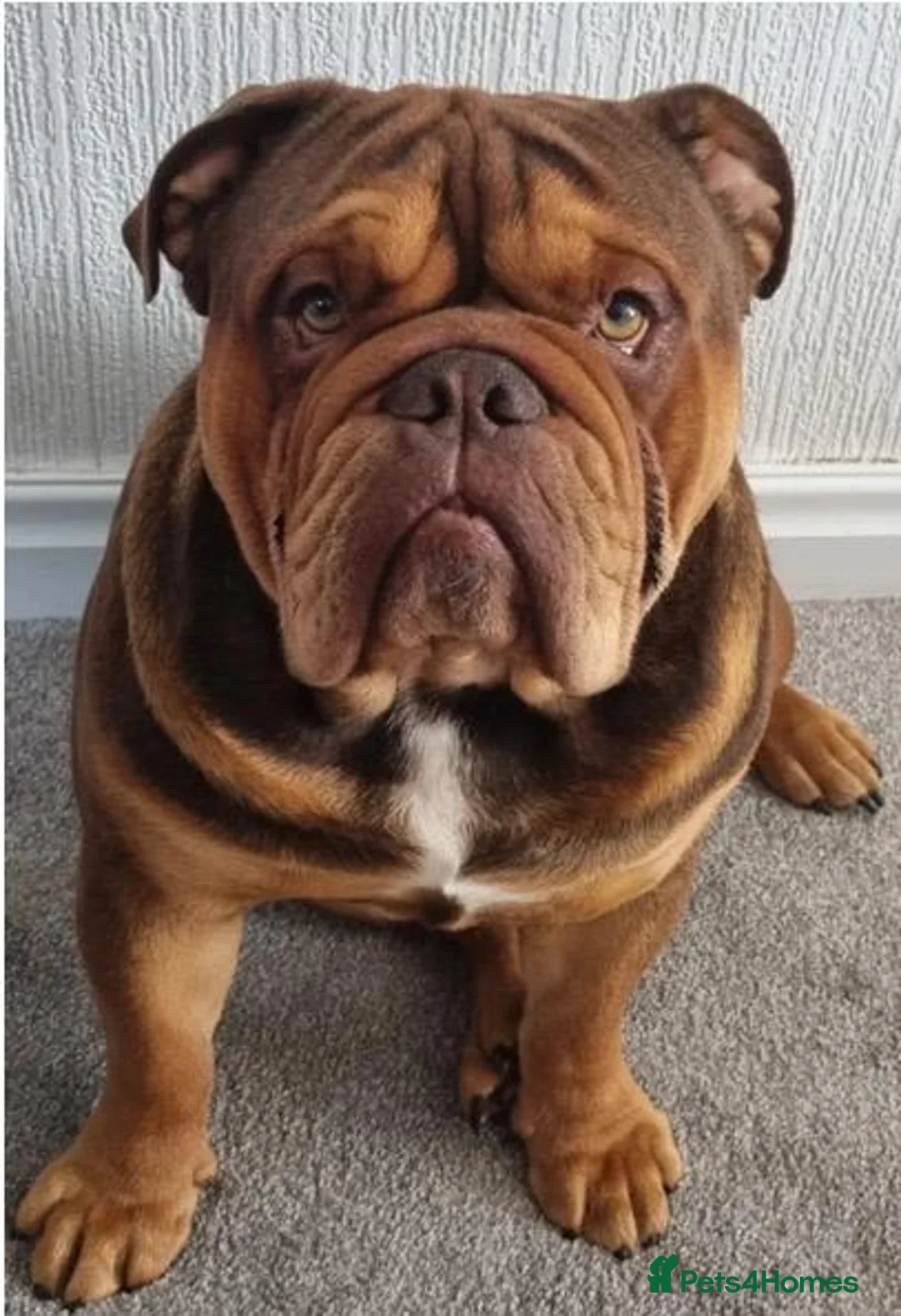 English Bulldog dogs for sale: Snorabulls Top Quality Girls - Advert 13