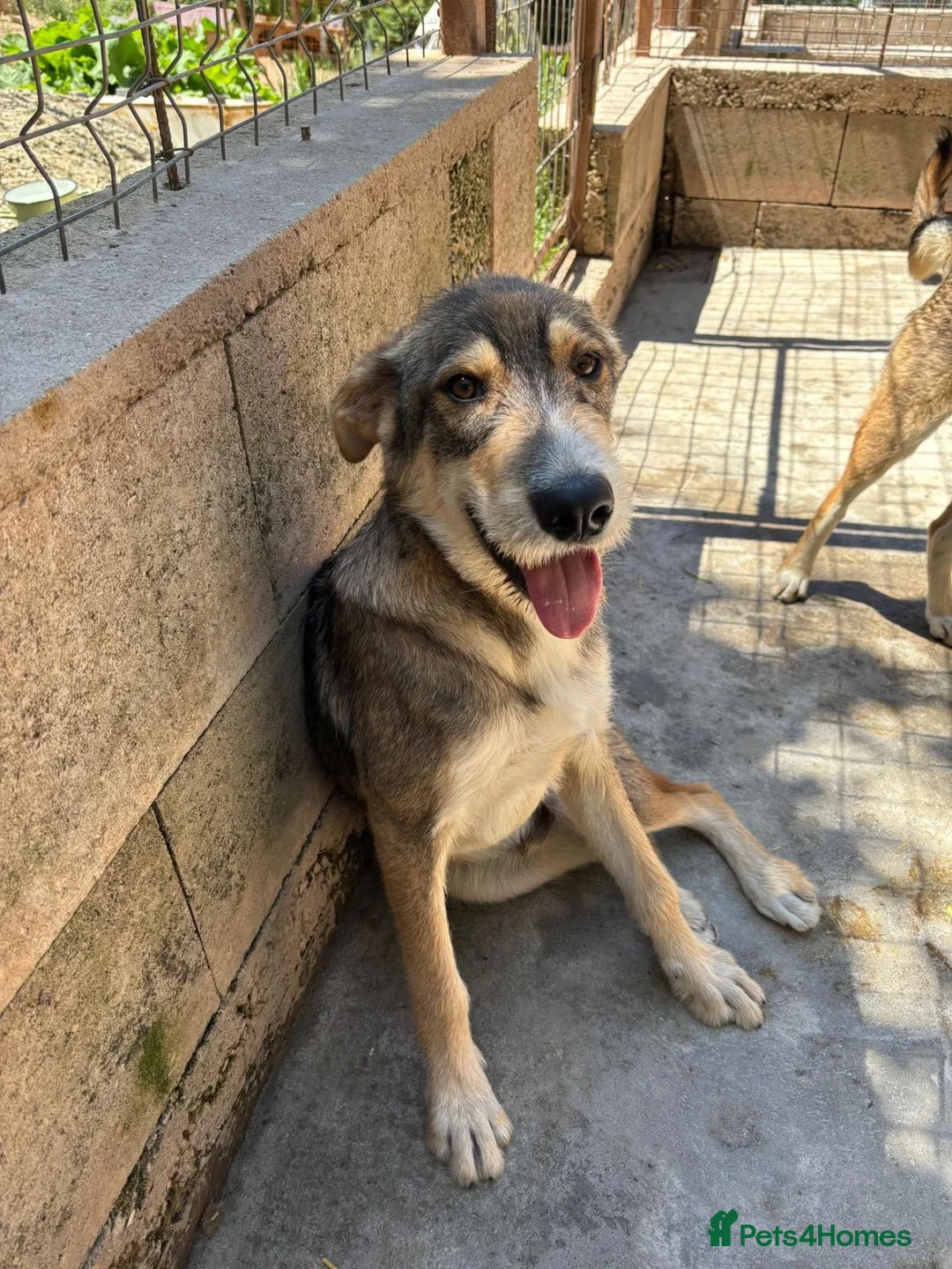 Mixed Breed dogs for adoption: Robin is ready for a home! in Brighton - Advert 1