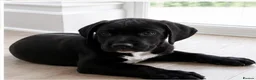 Mixed Breed dogs for sale: Ready to leave springer cross cane corso puppies - Advert 1