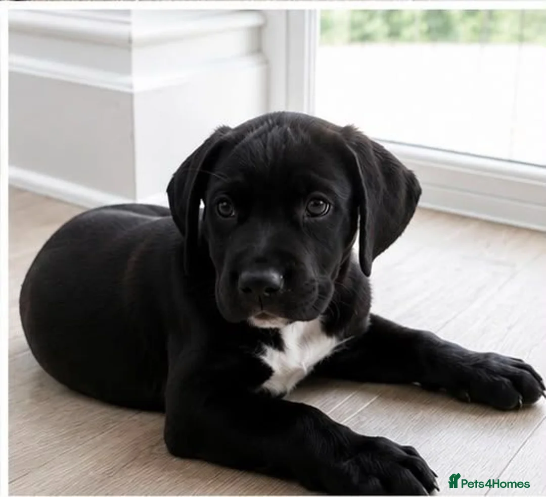 Mixed Breed dogs for sale: Ready to leave springer cross cane corso puppies - Advert 1