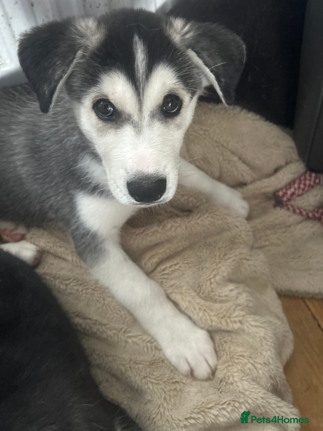 Siberian Husky dogs for sale: Lovely husky puppies, ready for new homes on 25/8 - Image 20