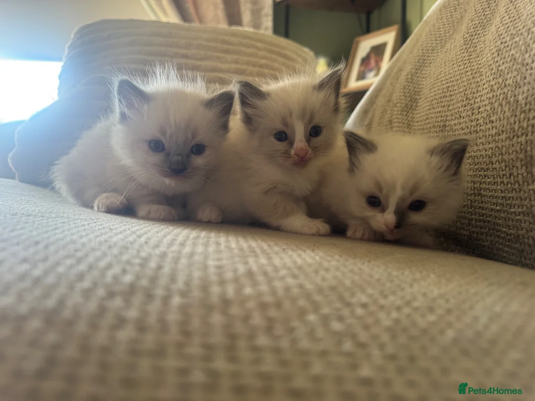 Ragdoll cats for sale: Beautiful ragdoll kittens  - Advert 2