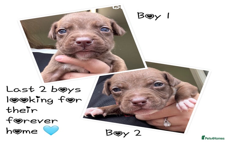 Staffordshire Bull Terrier dogs - Advert 4