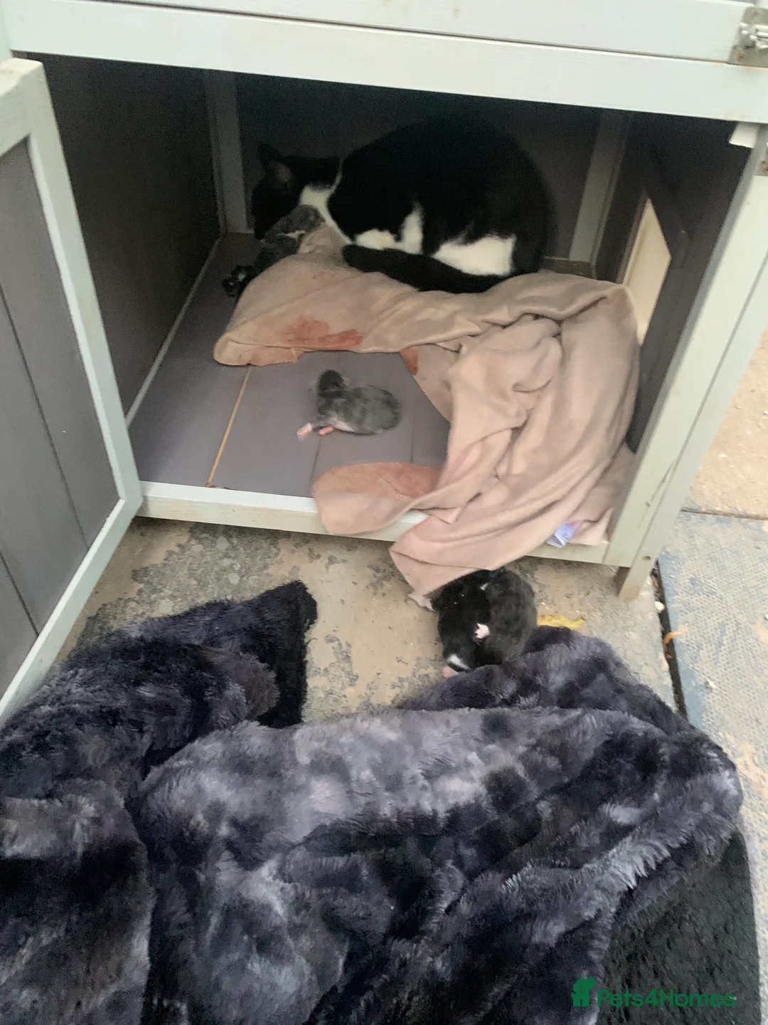 Mixed Breed cats for sale: Kitten for sale in Birmingham  - Advert 2