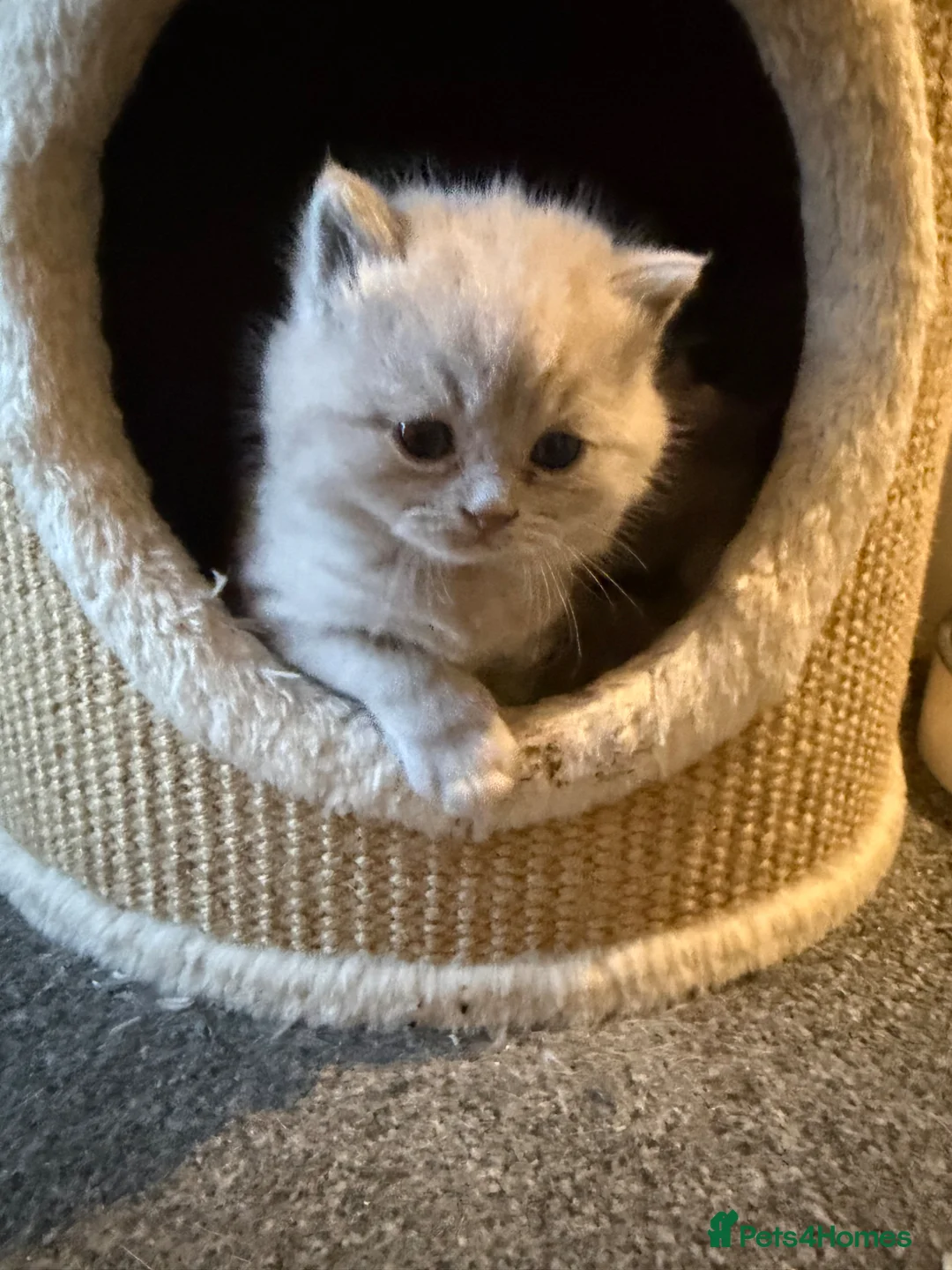 British Shorthair cats for sale: FOUR BRITISH SHORTHAIR KITTENS FOR SALE - Advert 1