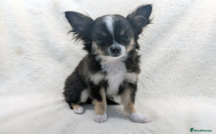 Chihuahua dogs - Advert 2