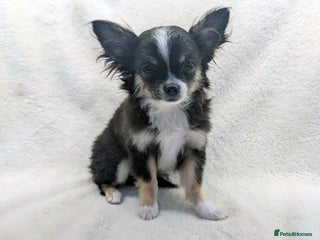 Chihuahua dogs - Advert 2