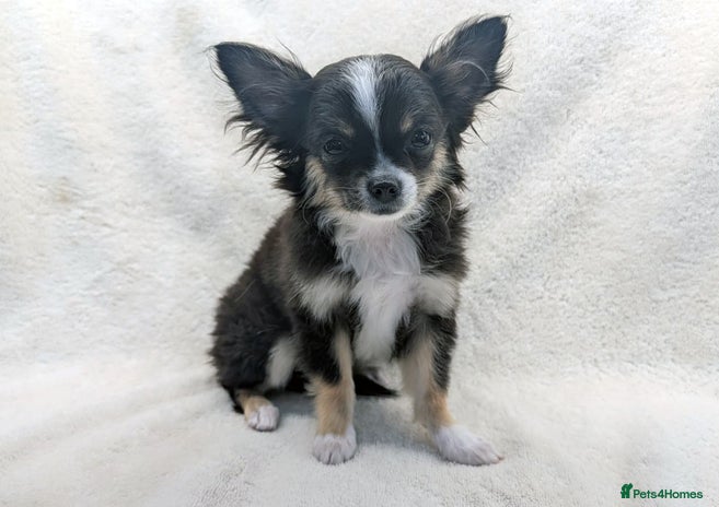 Chihuahua dogs - Advert 13