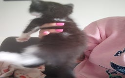 Mixed Breed cats for sale: Black and ginger, white and black kittens - Image 2