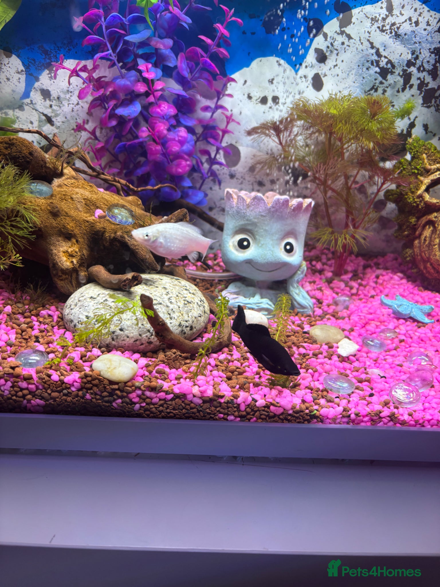 Other/Mixed Breed fish for sale: Guppies & x2 Mollys for sale!  - Advert 2