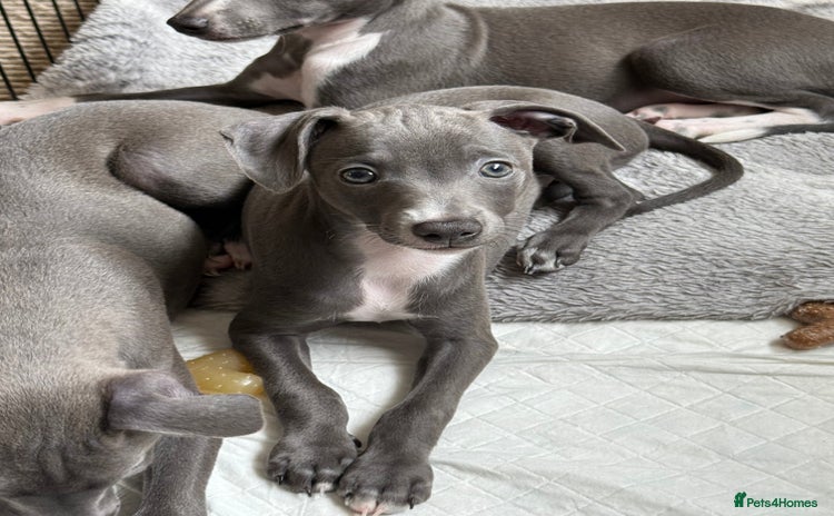 Mixed Breed dogs - Advert 5