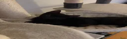 Mixed Breed cats for sale: 3 black kittens (boys) - Advert 13