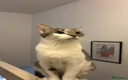 Mixed Breed cats for sale: 2 Adorable kittens  - Image 10