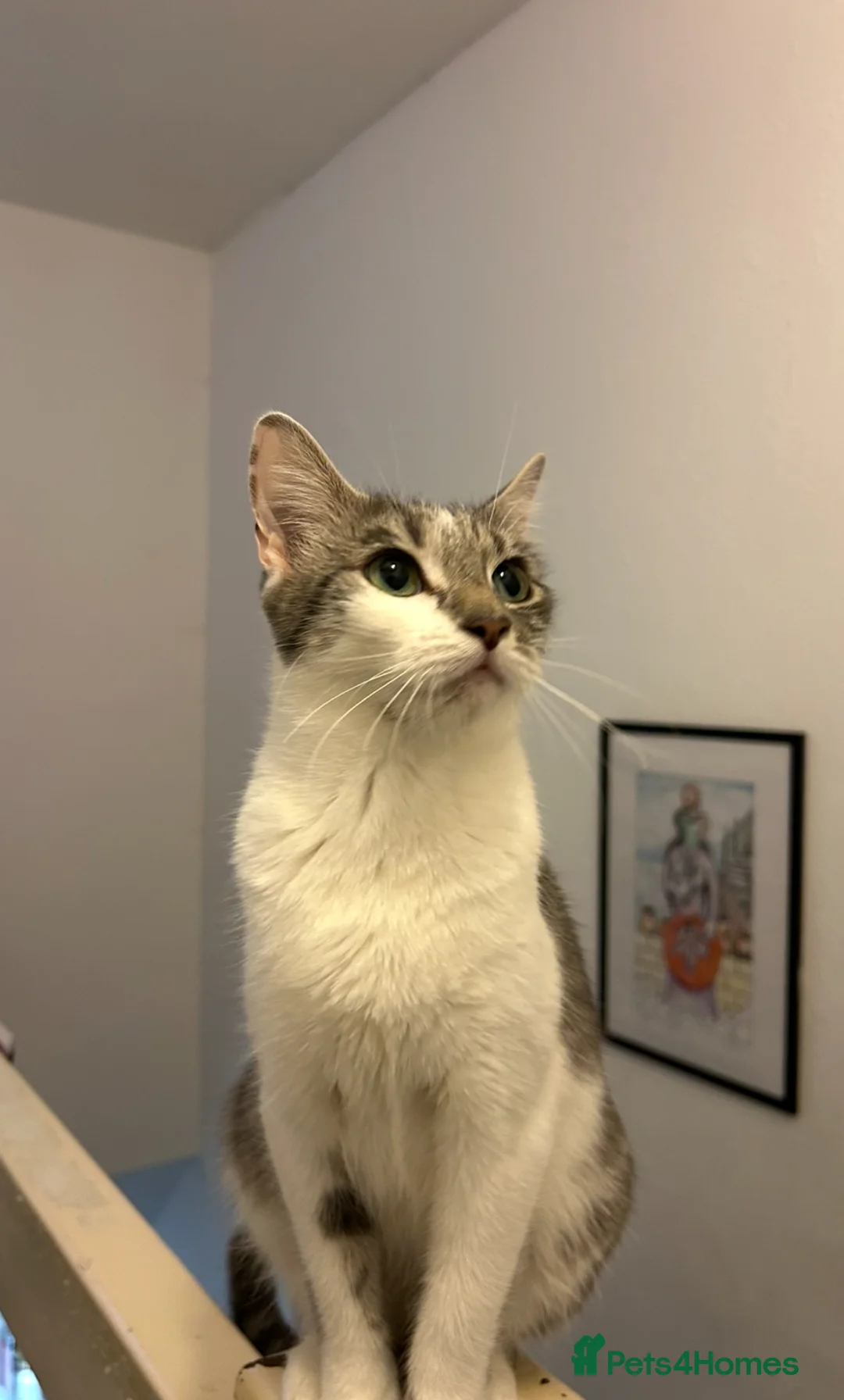 Mixed Breed cats for sale: 2 Adorable kittens  - Advert 9