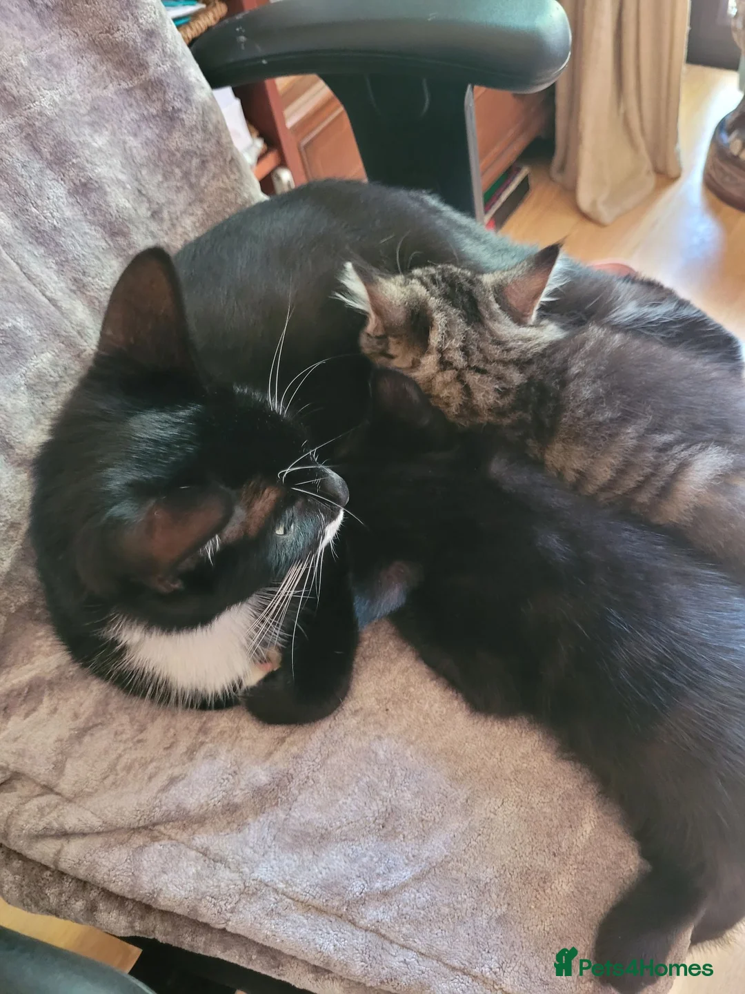 Mixed Breed cats for sale: Adorable Kittens Looking for Loving Homes - Advert 2