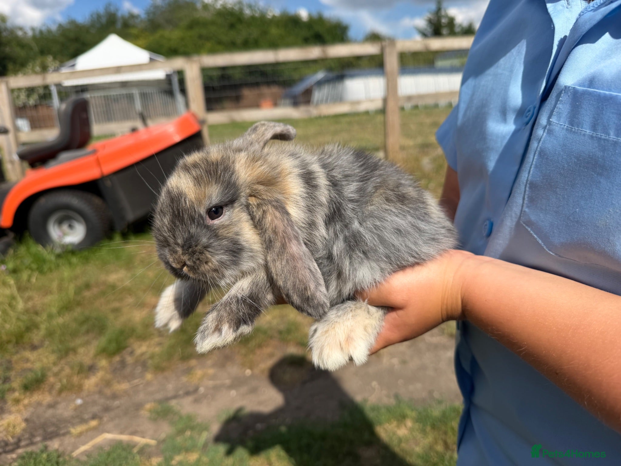 French Lop rabbits Large French lop babies  - Advert 1