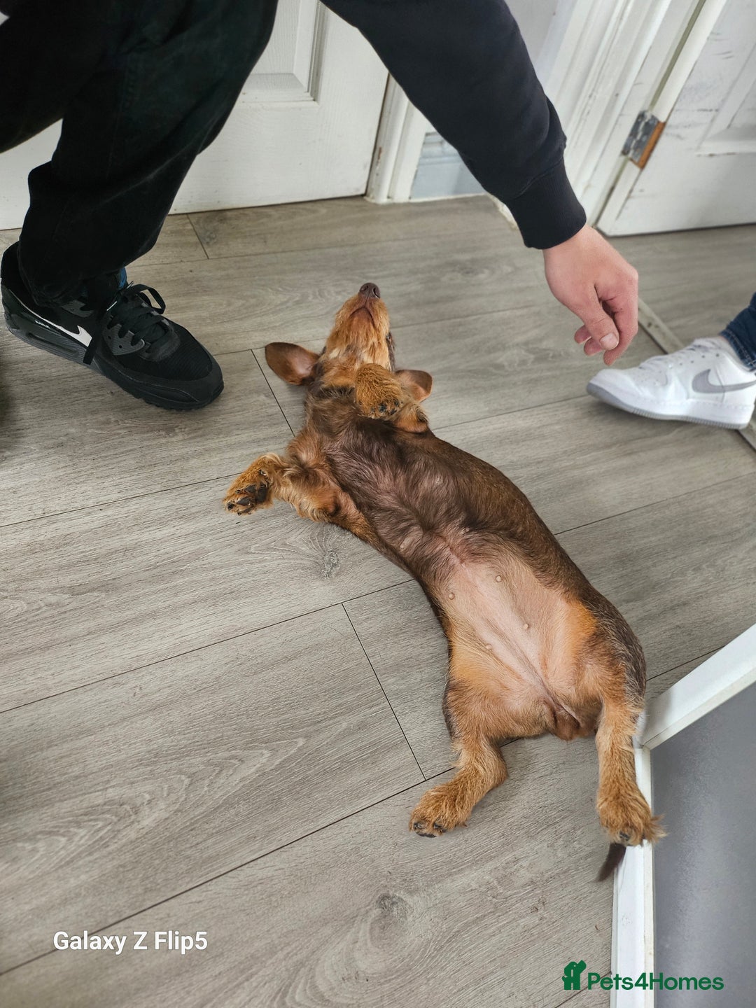 Dachshund dogs for sale: TWO DAUSHUNDS - Image 28