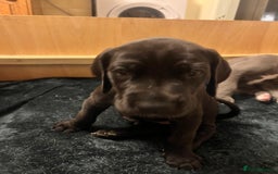 Great Dane dogs for sale: Great Dane puppy’s  - Image 13