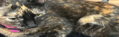Domestic Shorthair 1