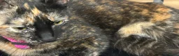 Domestic Shorthair cats for sale: Female shorthair  - Advert 2