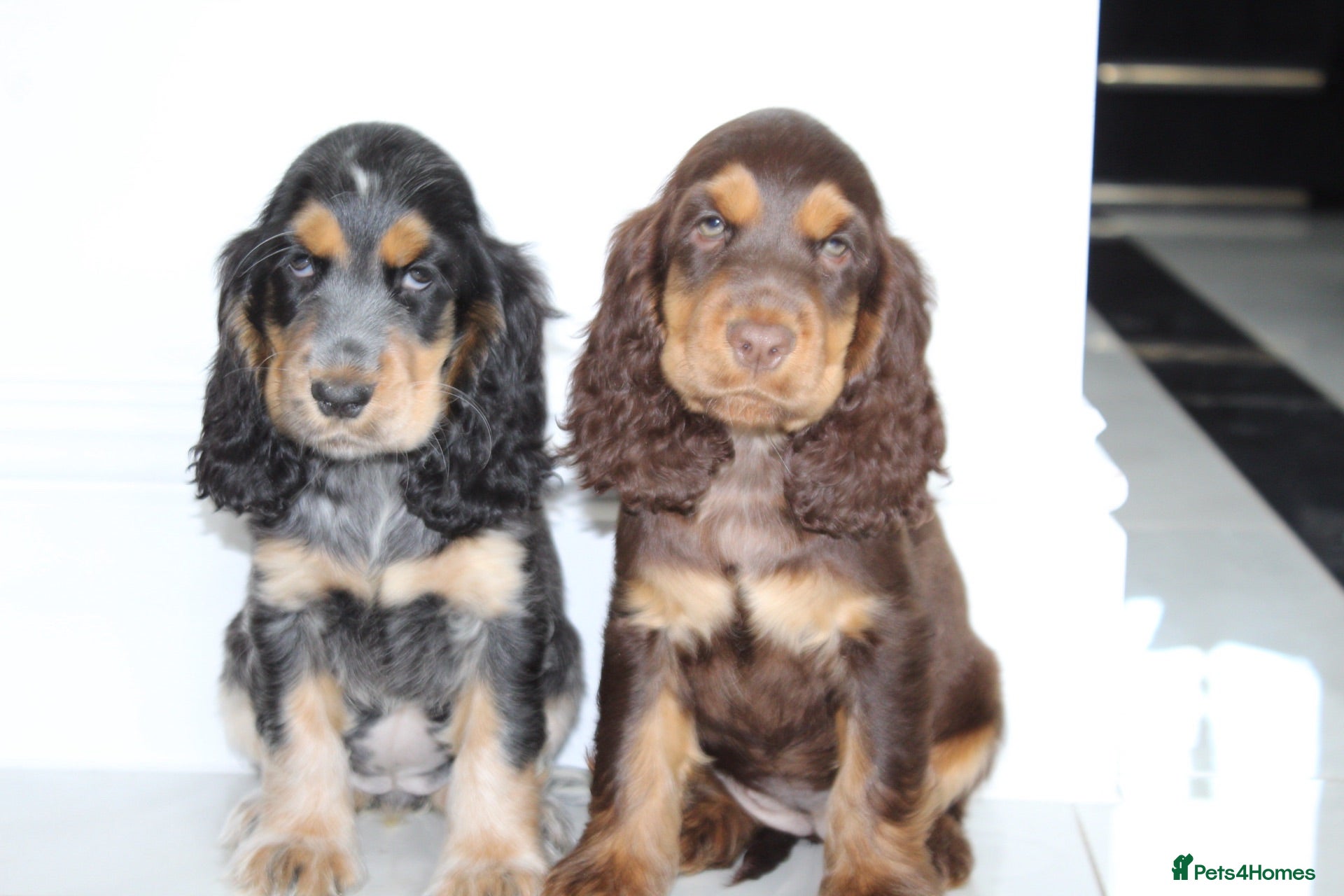 Cocker Spaniel dogs Quality Show type cocker spaniel puppies  - Advert 8