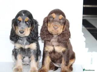 Cocker Spaniel dogs Quality Show type cocker spaniel puppies - Advert 8