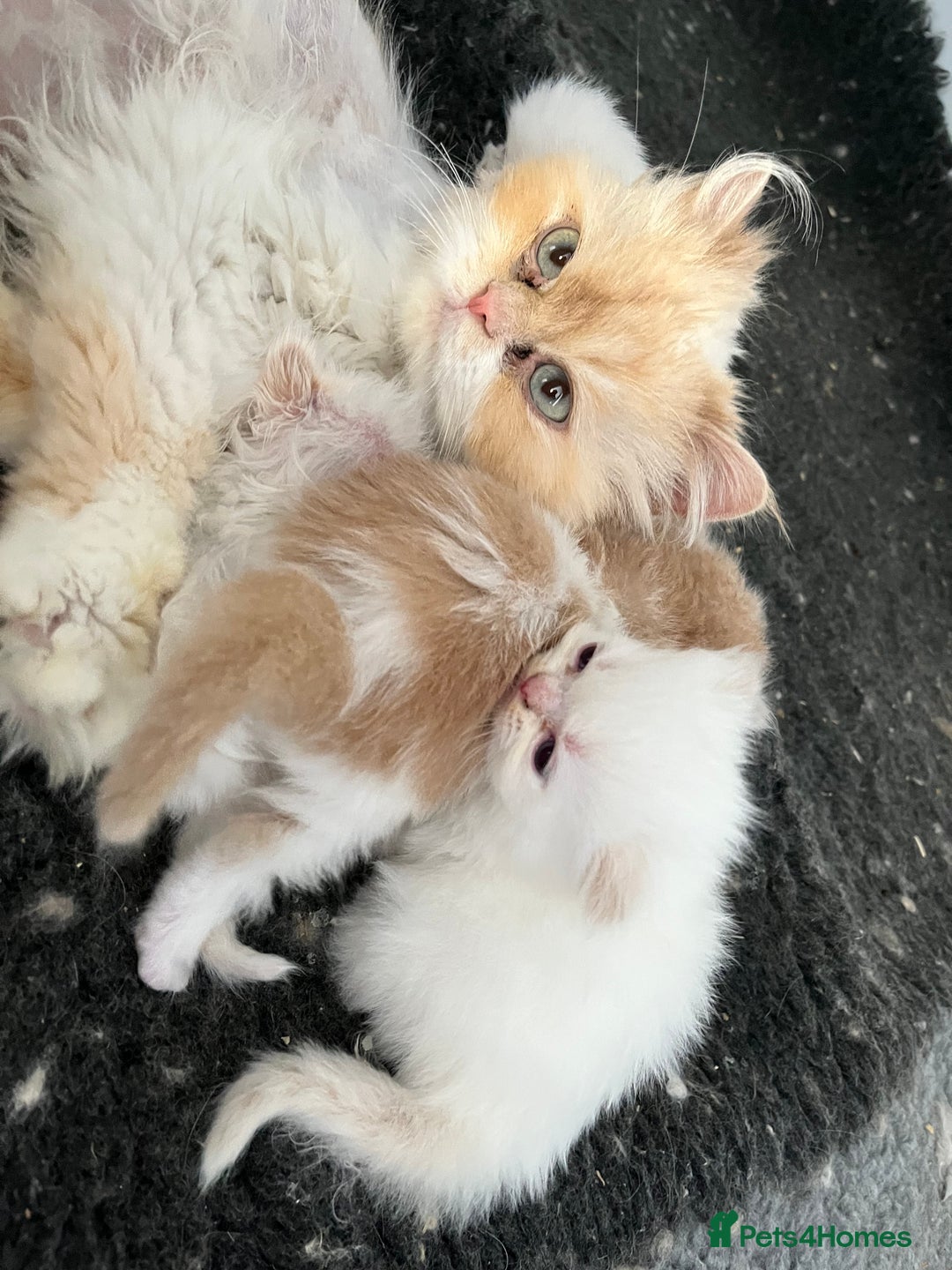 Ragdoll cats for sale: Stunning Ragdoll x Persian kittens.  - Image 15