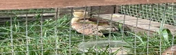 Peafowl poultry for sale: 2 Pea Chicks - Advert 3