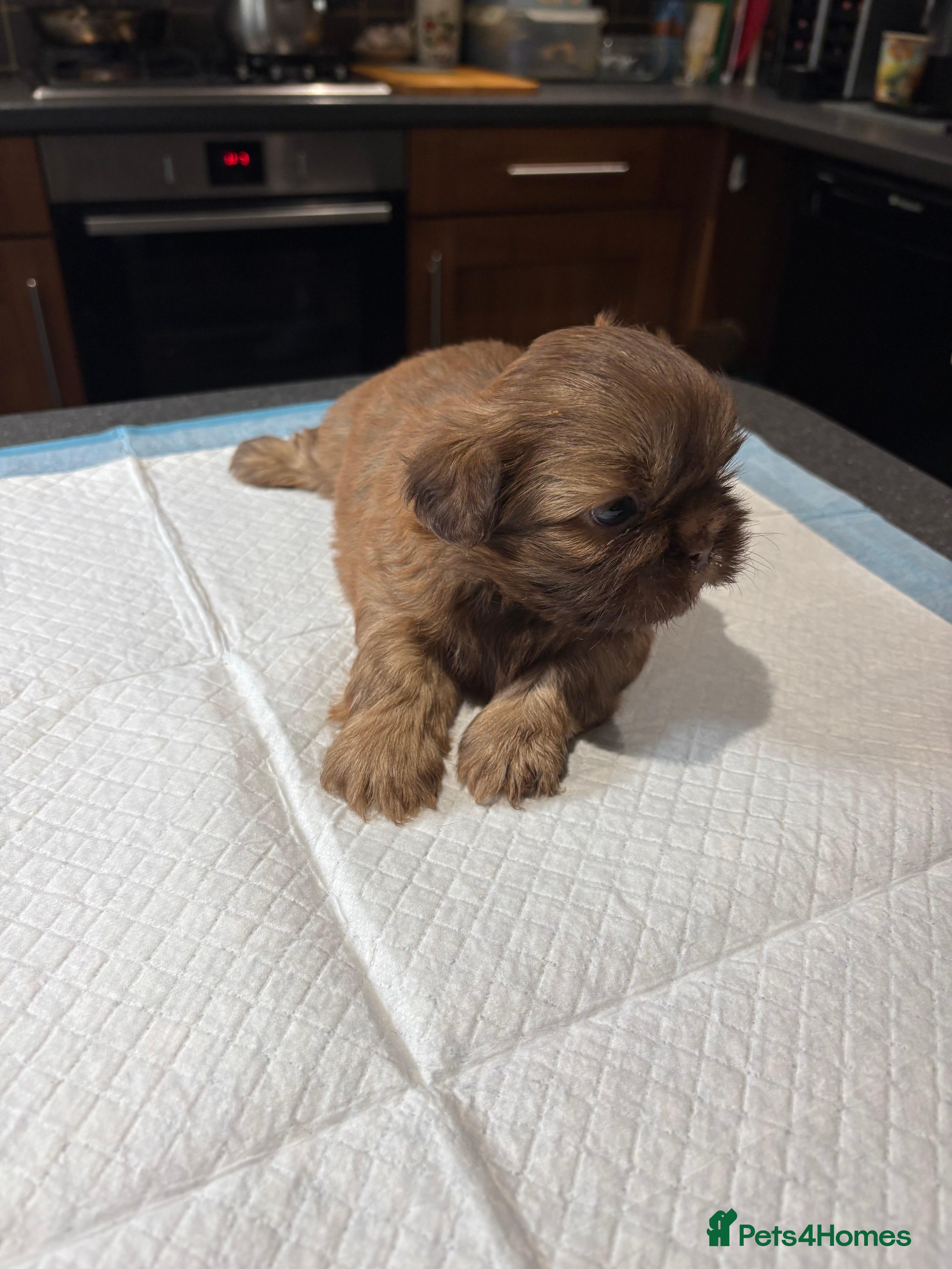 Shih Tzu dogs Karashishi shih tzu - Advert 9