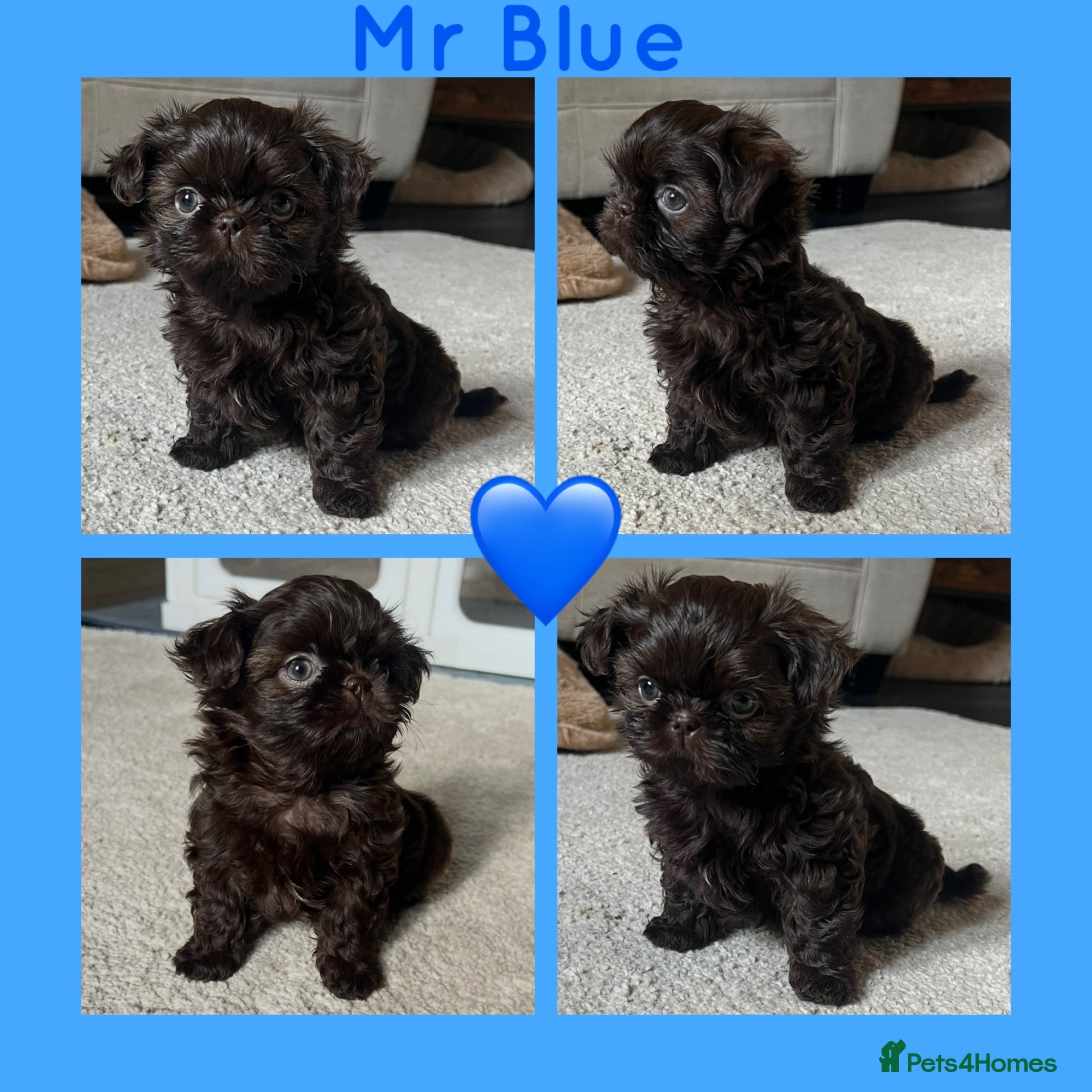 Shih Tzu dogs KC true chocolate imperial Shihtzu puppies  - Advert 12