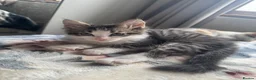 American Shorthair cats for sale: Beautiful kitties looking for forever home  in Northolt - Advert 7
