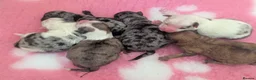 Pomeranian dogs for sale: Dixie's Little Darlings ✨🤍 - Advert 2